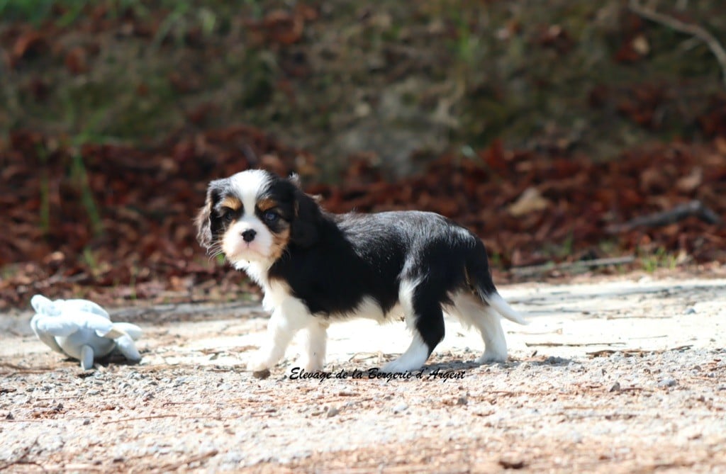 Armani de la Bergerie d'Argent