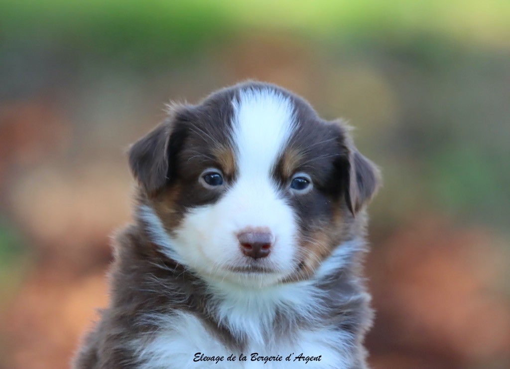 A... de la Bergerie d'argent