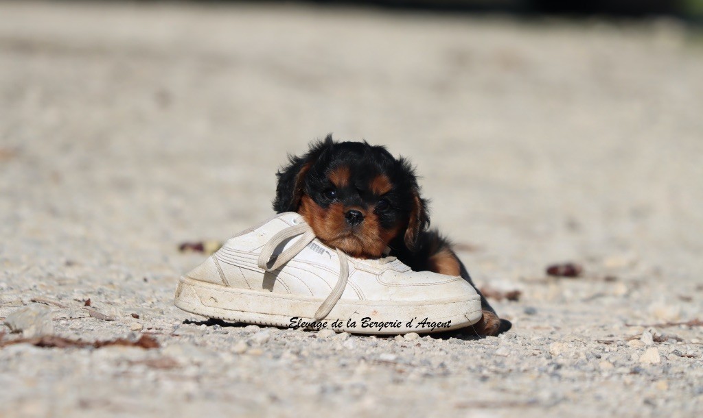 A... de la Bergerie d'Argent