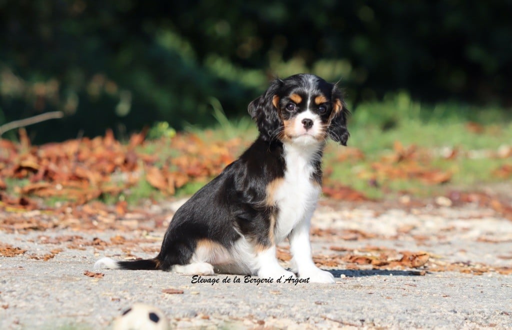 Athéna de la Bergerie d'Argent