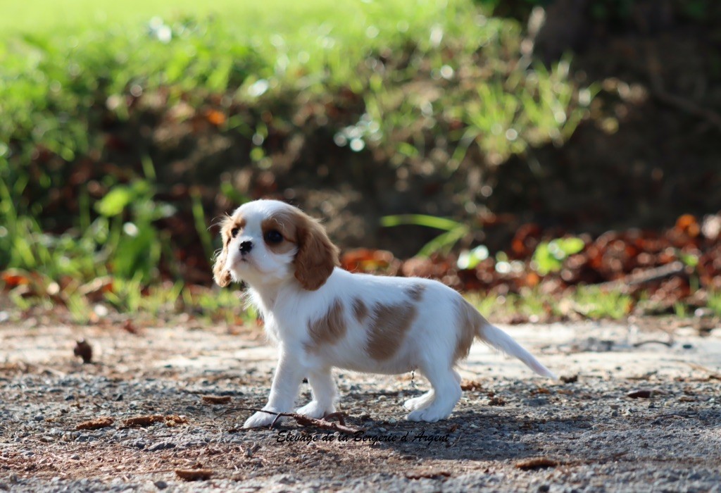 Ashoka de la Bergerie d'Argent