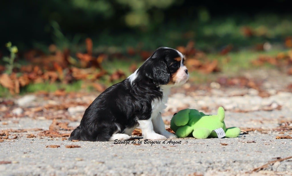 A... de la Bergerie d'Argent