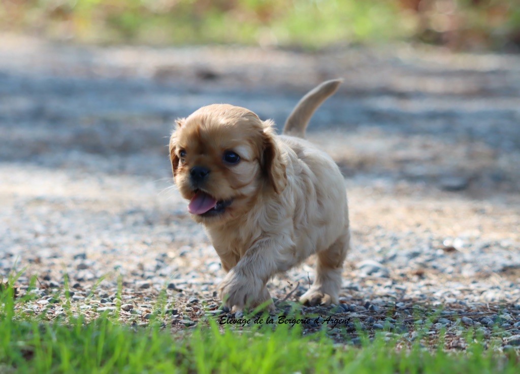 A... de la Bergerie d'Argent