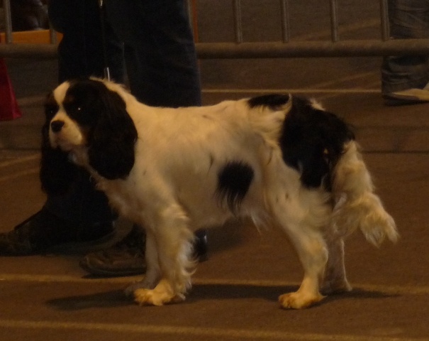 Gaydge de la bergerie d'argent - 1er EXCELLENT