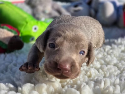 Les chiots de Braque de Weimar