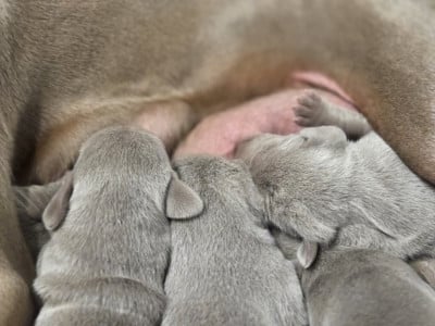 Les chiots de Braque de Weimar