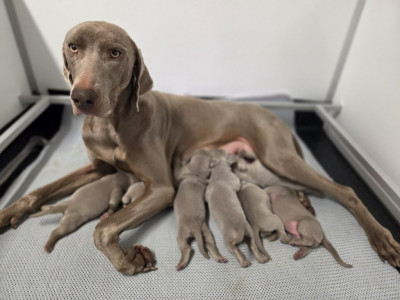 Les chiots de Braque de Weimar