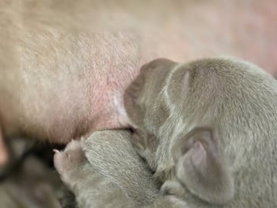 Les chiots de Braque de Weimar