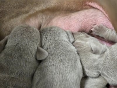 Les chiots de Braque de Weimar