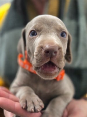Les chiots de Braque de Weimar
