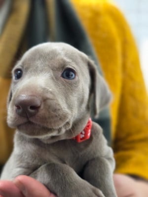 Les chiots de Braque de Weimar