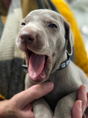 Les chiots de Braque de Weimar