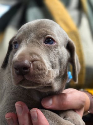 Les chiots de Braque de Weimar