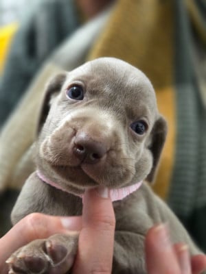 Les chiots de Braque de Weimar