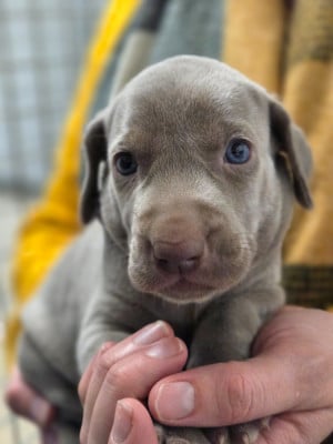 Les chiots de Braque de Weimar