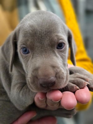 Les chiots de Braque de Weimar