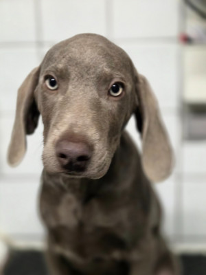 Les chiots de Braque de Weimar