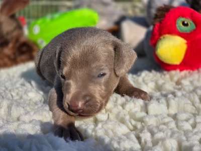 Les chiots de Braque de Weimar