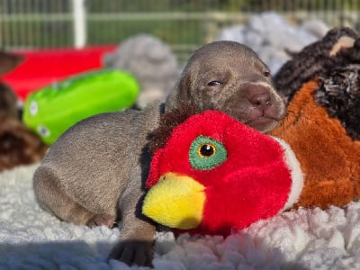 Les chiots de Braque de Weimar