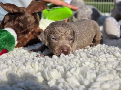 Les chiots de Braque de Weimar