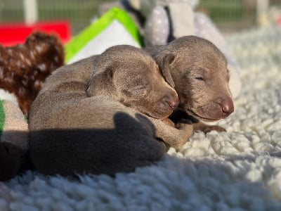 Les chiots de Braque de Weimar