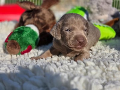 Les chiots de Braque de Weimar