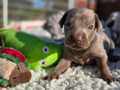 Les chiots de Braque de Weimar
