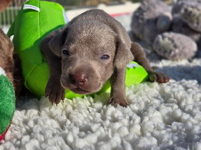 Les chiots de Braque de Weimar