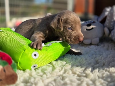 Les chiots de Braque de Weimar