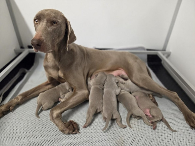 Braque de Weimar - Des grandes maurières