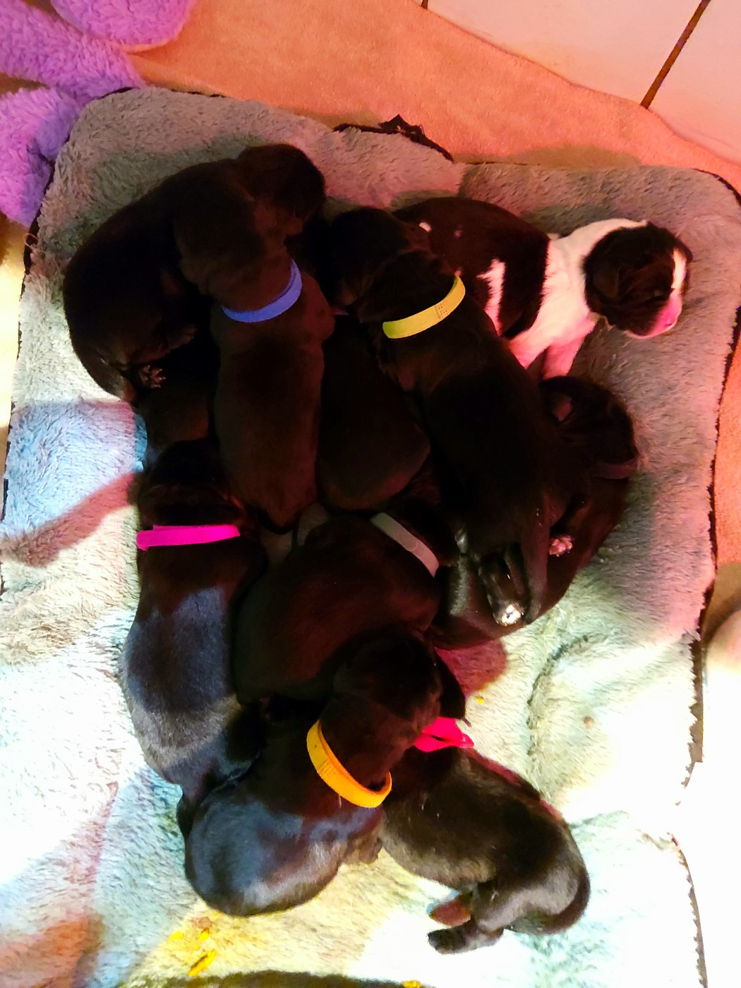 CHIOT 10 - Terre-neuve