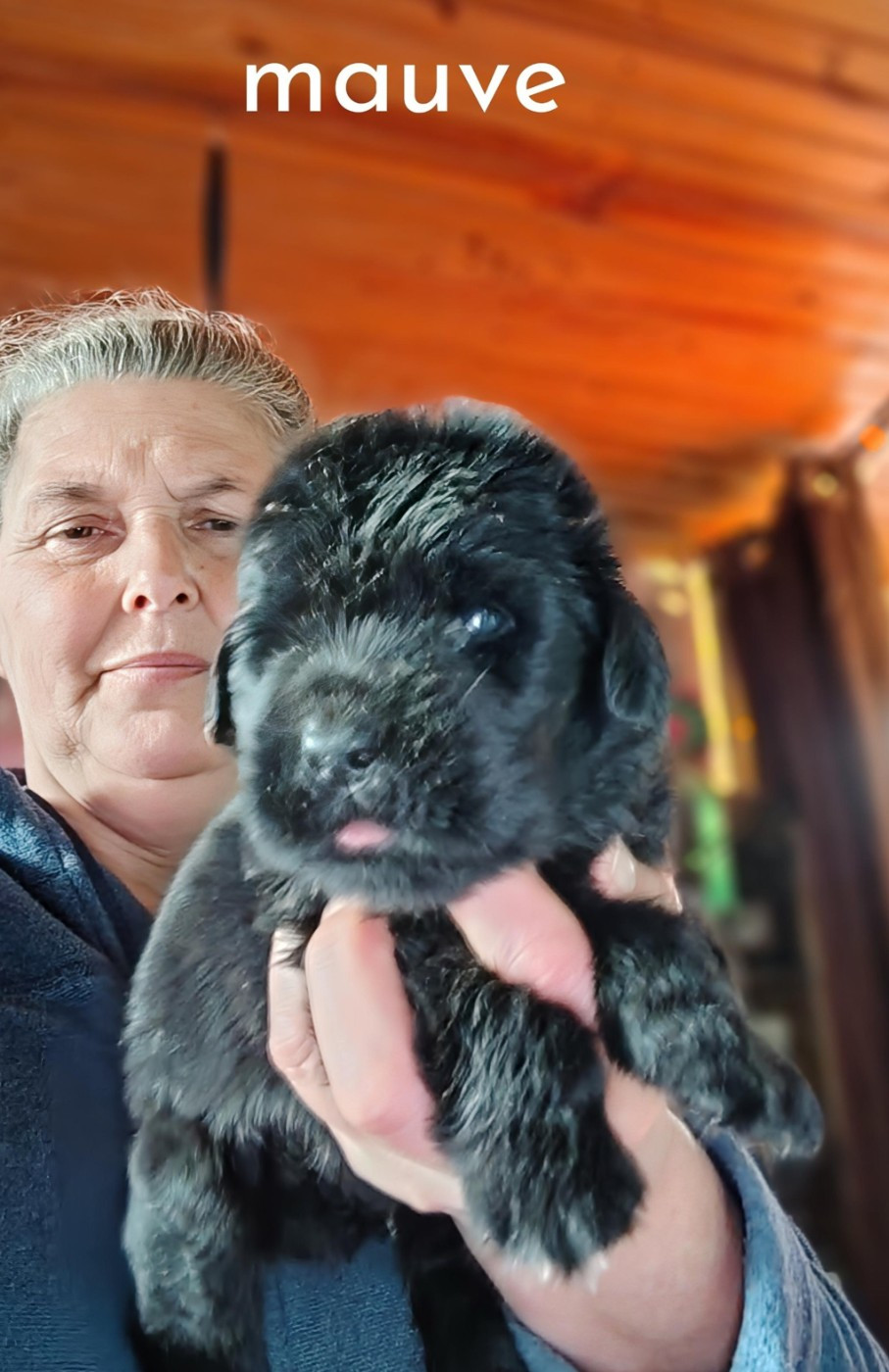 CHIOT 11 - Terre-neuve