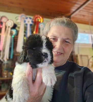 Les chiots de Terre-neuve