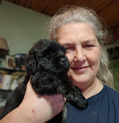 Les chiots de Terre-neuve