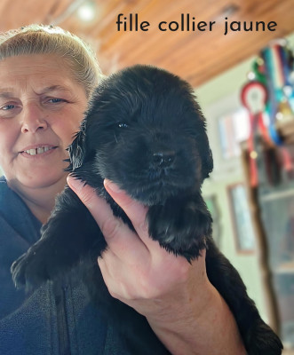 Les chiots de Terre-neuve