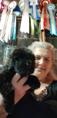 Les chiots de Terre-neuve