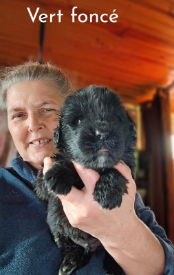 Les chiots de Terre-neuve