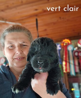 Les chiots de Terre-neuve