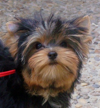 Publication : De L'ange Blanc