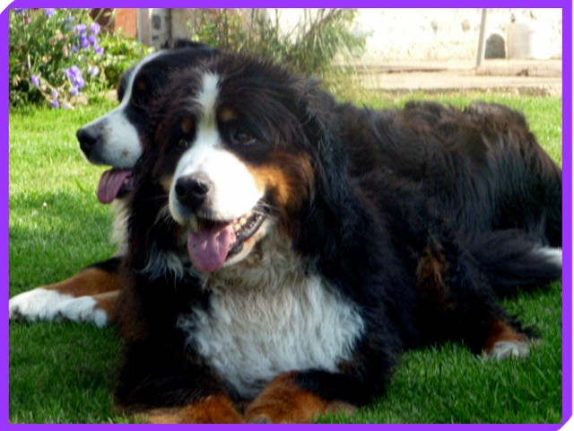 Publication : de la Plaine du Tôt