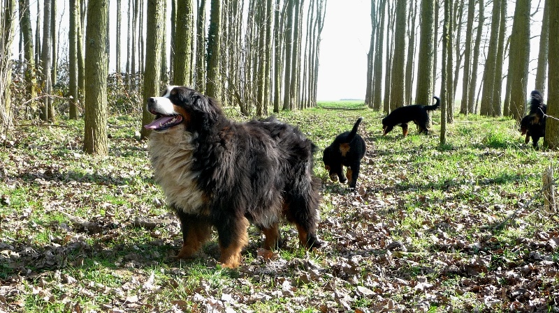 Publication : de la Plaine du Tôt