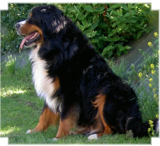 Publication : de la Plaine du Tôt