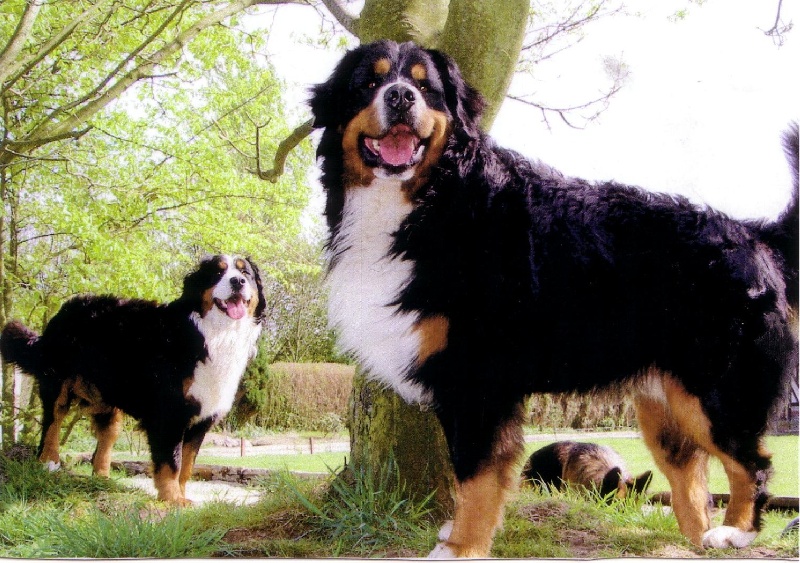 Publication : de la Plaine du Tôt