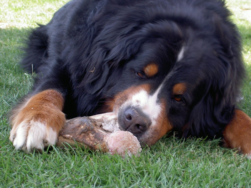 Publication : de la Plaine du Tôt