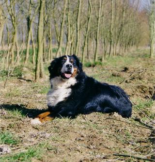 Publication : de la Plaine du Tôt