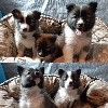 - Tous nos chiots sont réservés