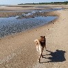 - Prochaine portée prévue début 2021
