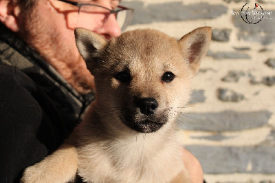 Les chiots de Hokkaïdo