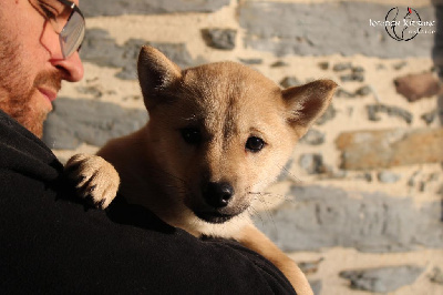 Les chiots de Hokkaïdo