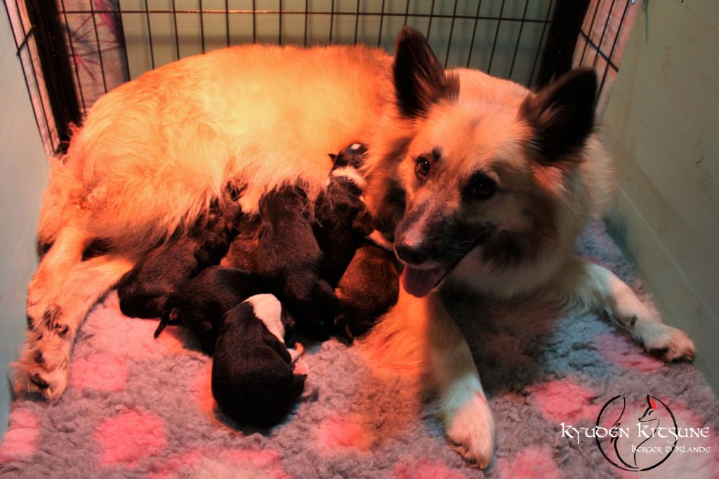 chiot Berger islandais Kyuden Kitsune